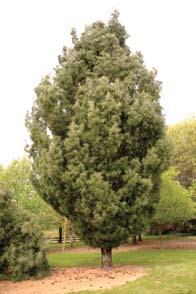55) Picea pungens cv.