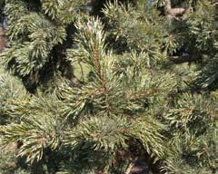 intermountain forest conifer, this pine can be utilized as a slow growing, narrow specimen for the