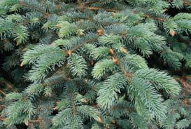 Height: 10 20 Width: 8 10 Zones 4 8 57) Pinus strobus cv.