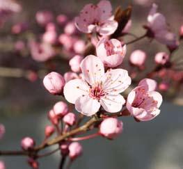 Thundercloud Thundercloud flowering plum With its ruby red foliage, profusion of white to light pink, fragrant springtime flowers,
