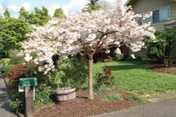 Fuji flowering cherry Northwestern gardeners take great delight in May when their nonfruiting cherries burst into bloom.