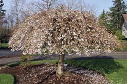 In order to avoid the leaf spot disease that can affect this tree in areas west of the Cascades, ensure it is planted on sites with good air