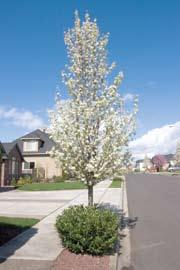 in fall. A fast growing, pest-resistant tree. Height: 40 Width: 15 Zones 5 8 65) Salix integra cv.