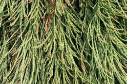 Pendulum Weeping giant redwood An exceptionally unusual conifer with stiffly pendulous side branches