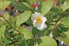 Height: 35 Zones 2 8 68) Stewartia psuedocamelia Japanese stewartia While most trees bloom in the spring, this
