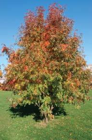In the fall, leaves can turn yellow, red, and even purple.
