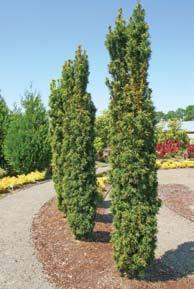 Tolerant of both sun and shade, this yew is a pest-free, very hardy plant.