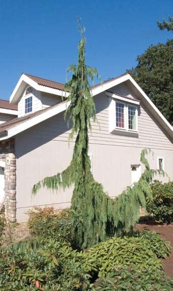 A shorter tree may look better with a single-story home (Fig. 4). A medium height (40-foot mature height) or a taller tree (75-foot mature height) can compliment a two-story home.