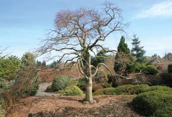Figure 6. The elegant shape of this stately Ever Red Japanese maple (Acer palmatum) will grace any garden, even during the dormant season.
