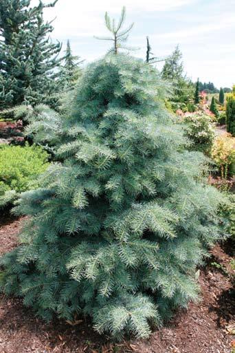 Figure 8. With its striking color and compact size, Blue Cloak white fir (Abies concolor) makes a good focal point in a small yard. Figure 9.