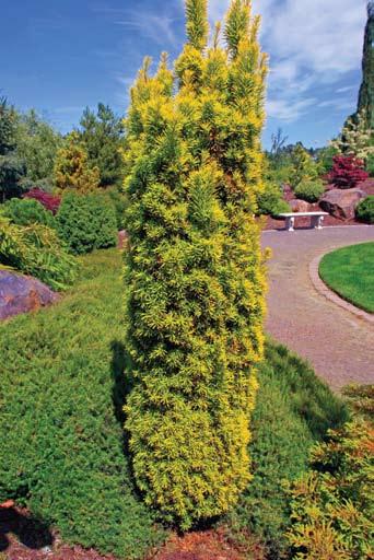 (Washington hawthorn), Fagus ( Purple Fountain columnar beech), Ginkgo ( Princeton Sentry ), or Liriodendron ( Clydesform tulip tree).