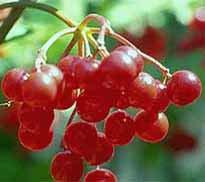 Highbush Cranberry Hardiness Zones: 2 to 9 Habit: A deciduous