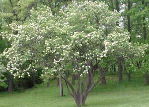 Height: 20 to 25 feet Width: 8 to 10 feet Flower/Fruit: Small, creamy-white appear May - June.