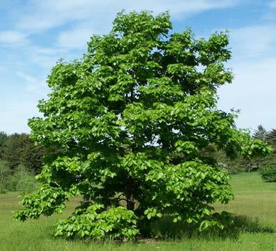 Hickory Hardiness Zones: 4 to 8 Growth Rate: Slow Site Requirements: The shagbark hickory grows well in both dry and wet soil conditions, but prefers