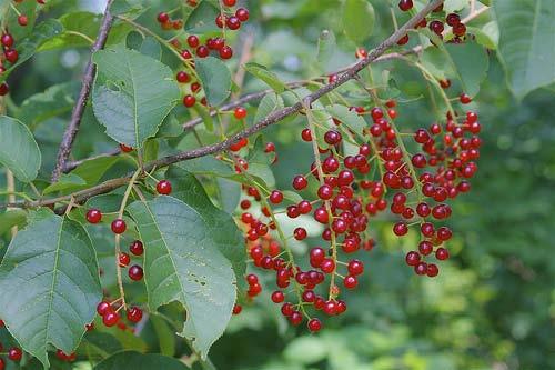 Black Cherry Hardiness Zones: 5 to 7 Growth Rate: Moderate Site Requirements: Full sun Soil: Prefers light,