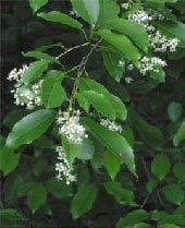 Form: Pyramidal shape Height: 12 to 30 feet Width: 12 to 15 feet Flower/Fruit: White flowers with fruit