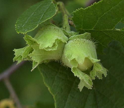 American Hazelnut Hardiness Zones: 4 to 9 Growth Rate: Medium to Fast Site Requirements: Multi-stemmed shrub with a rounded top and an open, often