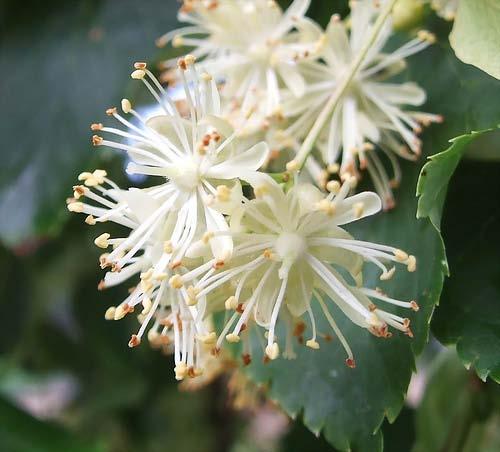 Height: 50 to 60 feet Width: 40 feet Flower/Fruit: This tree produces bright yellow flowers that are very fragrant and attractive against the dark green leaves.