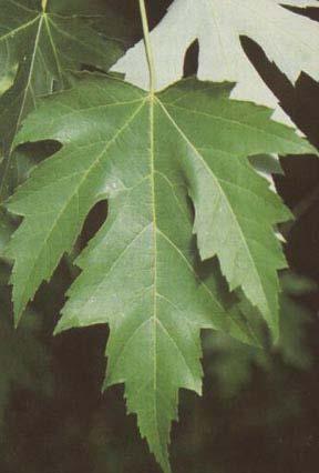 Silver Maple Hardness Zones: 3 to 9 Growth Rate: Fast Site Requirements: Very fast-growing.