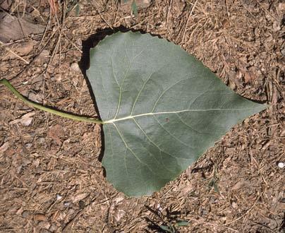 Siouxland Cottonwood Hardiness Zones: 3 to 8 Growth Rate:
