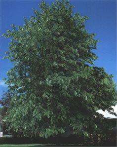 Siouxland Poplar Hardness Zones: 3 Growth Rate: Fast Site Requirements: Full sun Soil: Loam to sands Form: Rounded Height: 70 to 90