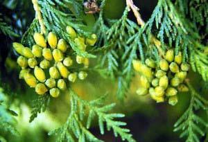 American Arborvitae Hardiness Zones: 3 to 7 Growth Rate: Slow to moderate Site Requirements: Full sun