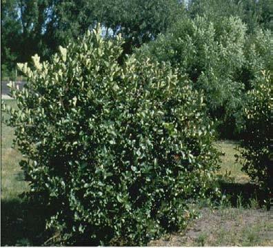 Form: Black chokeberry is an open, upright, spreading, somewhat rounded but leggy, Height: 3 to 6 feet Width: 3 to 6 feet