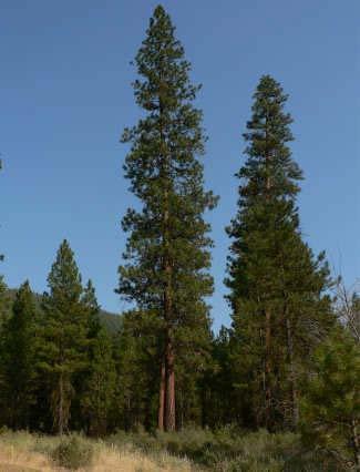 Ponderosa Pine Hardiness Zones: 3 to 7 Growth Rate: Moderate Site Requirements: Grows best in full sun.