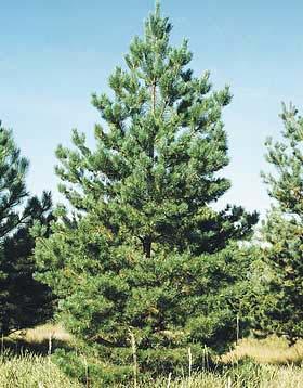 Form: Oval pyramidal shape Height: 60 feet Width: 40 feet Flower/Fruit: This tree has spiral; two needles; 2 to 4 inches long.