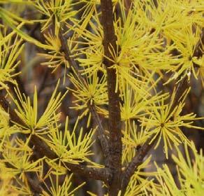 Tamarack Hardiness Zones: 2 to 6 Growth Rate: Fast