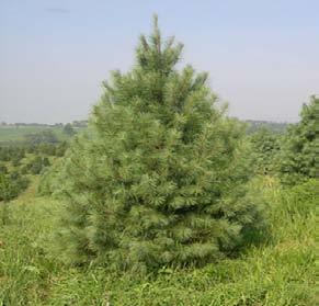 White Pine Hardiness Zones: 3 to 8 Growth Rate: Rapid Site Requirements: Full to partial sun.