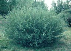 Blue Arctic Willow Hardiness Zones: 3 to 6 Growth Rate: Rapid Site Requirements: Performs best in full