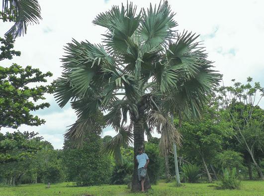 photograph David Clulow Bismarckia nobilis, at nearly 15 years old, was the first palm planted from seed in the arboretum.
