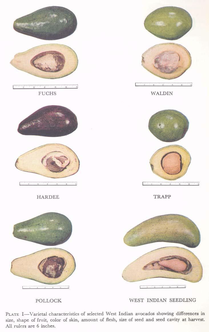 fruit weight studies during 1957-58.