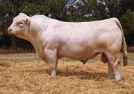 Bulls A Handful of Open Heifers DCR Mr Solution W13 Reg: M780258 Homozygous Polled