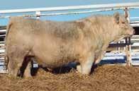 Calves look very good long, thick and Powerful. Owned with Romans Charolais.