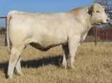 (Red Angus x Charolais). Complete Performance data and bulls guraranteed Trich and BVD Free.