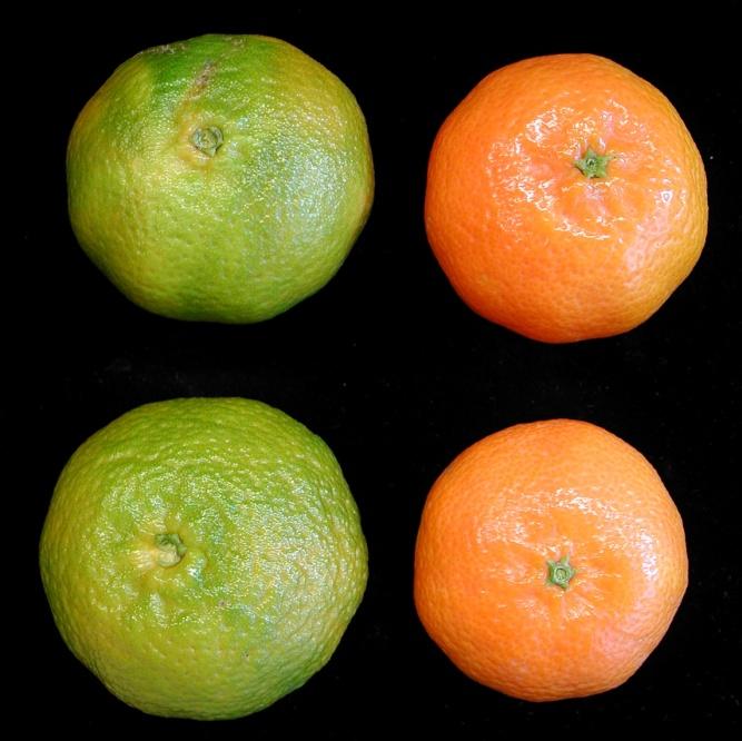 Fig. 1. Color delay in Clemenverd (left) in comparison with Clemenules (right). Picture was taken early December, 2008. Nero is a seedless early cultivar of Clemenules (López-García et al., 2011).