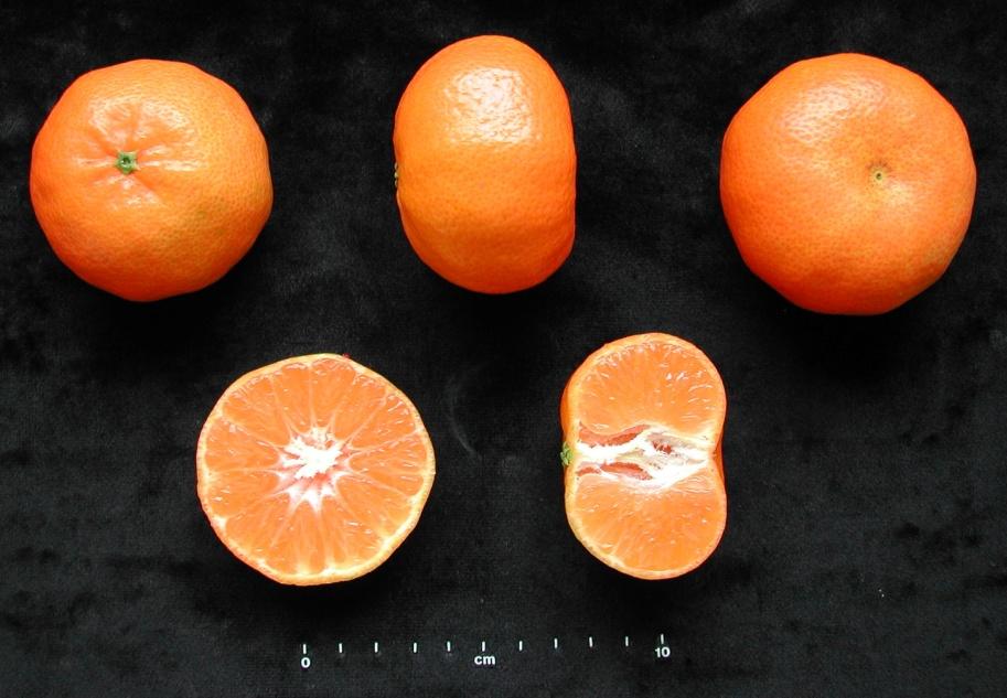 Fig. 2. Fruit of Nero, an early seedless clementine. Table 2. Average seed number per fruit of Nero and Clemenules under open and hand pollination with Fortune pollen.