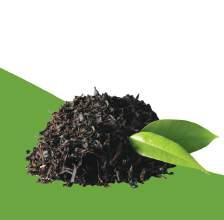 TEA LEAVES Since its origin in 10th century BC China, tea has become the most widely consumed beverage in the world.