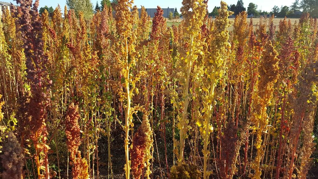 Conclusions Quinoa is a unique crop with unique requirements Low input crop Start small Use