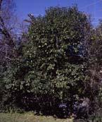 shrubs, hardy to in USDA zones 7-13 Good drought, heat, salt,