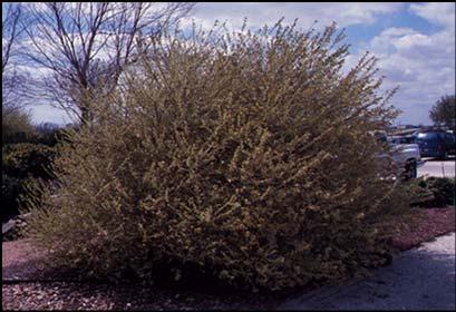 Ligustrum sinense Chinese Privet Ligustrum sinense Variegatum has white to cream variegated leaf margins, is smaller, 4 to 6 (8 ),