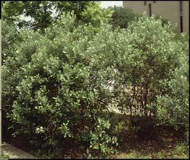 drought, and salt tolerant Background shrub, limb up as small tree, naturalizing; sometimes