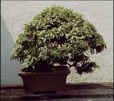 hedge sheared or not; bonsai; highway plantings / low input areas Elaeocarpus