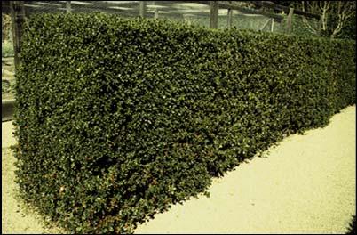 Ilex aquifolium English Holly Source of