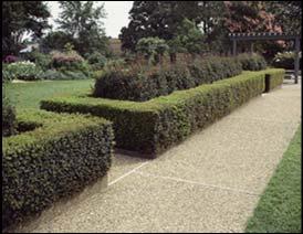 substitute for sheared hedges One of the most adaptable evergreens
