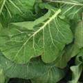 Vegetables High in Calcium 1000mg = 100% DV for Calcium 01 Collard Greens Calcium in 100g - 23% DV Per cup, chopped (36g) - 8% DV Per cup, cooked (190g)- 27% DV 02 Curly (Scotch) Kale Calcium in 100g