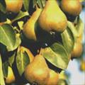 fruit (18g) - 2% DV 05 Kiwi Fruit Potassium in 100g - 9% DV Per cup, sliced (186g) - 17% DV Per fruit