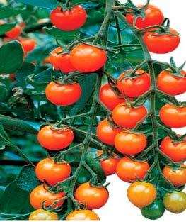 Rapidly becoming the most popular cherry tomato of all time.